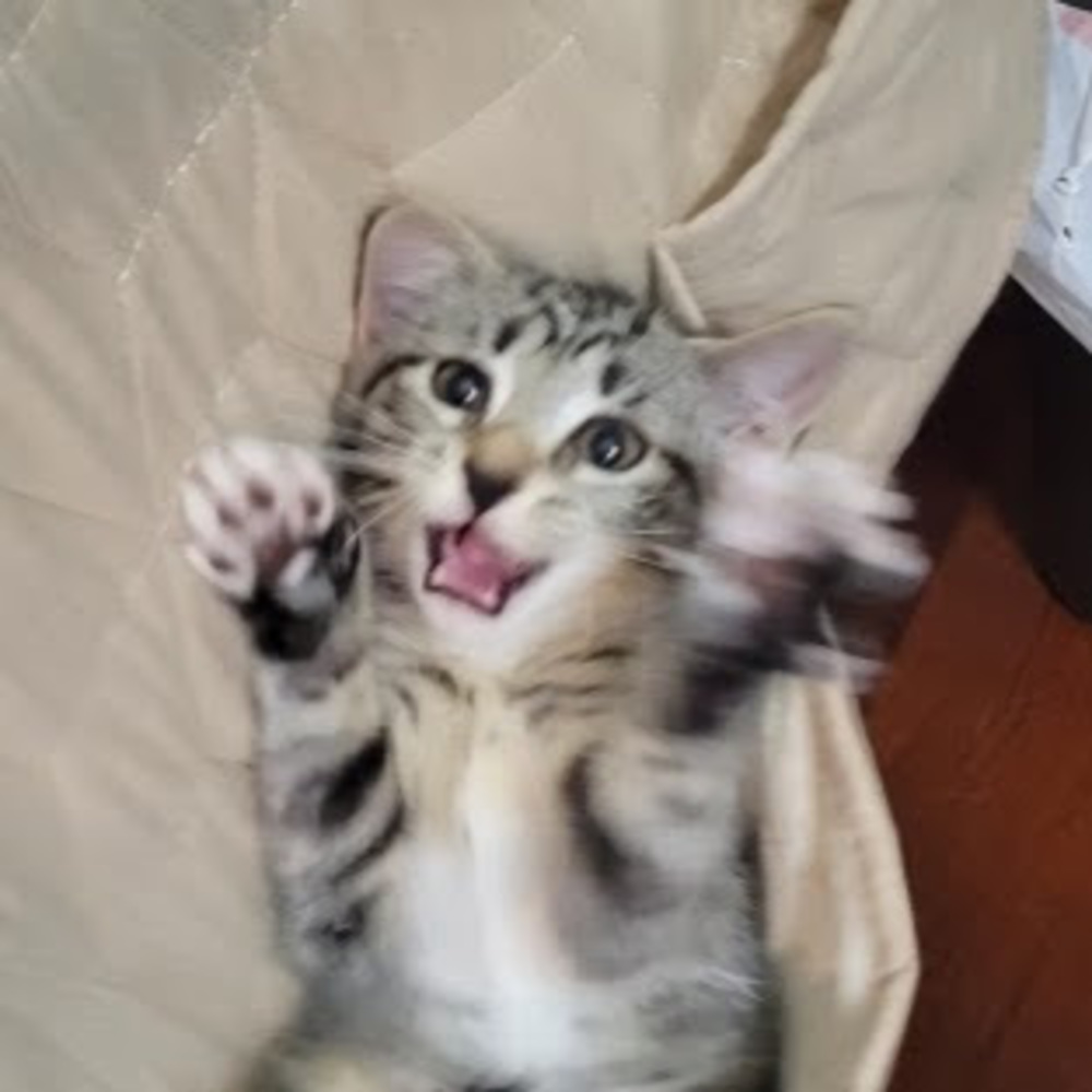 Meet your Posher, Maple
